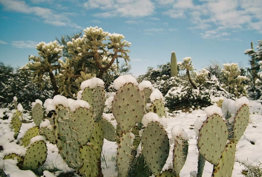 Snow Caps