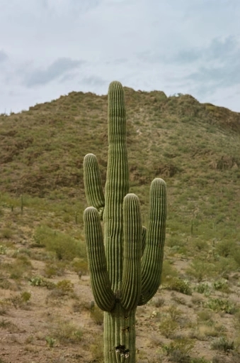 King of the Desert