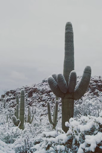 Desert Dusting