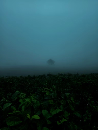 Lost In The Fog